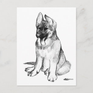 German Shepherd Puppy Postcard
