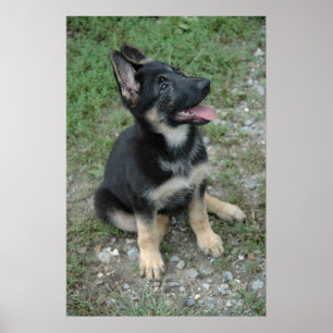 German Shepherd Puppy Poster