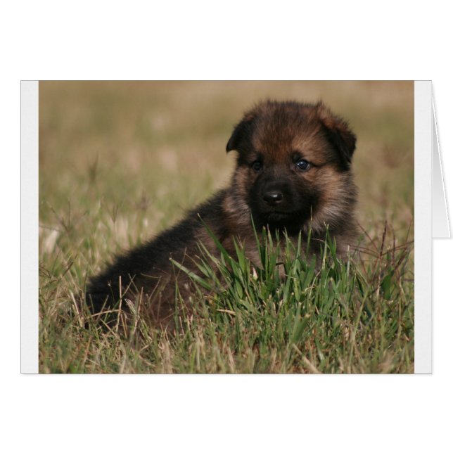 German Shepherd Puppy "The Lookout" (Front Horizontal)