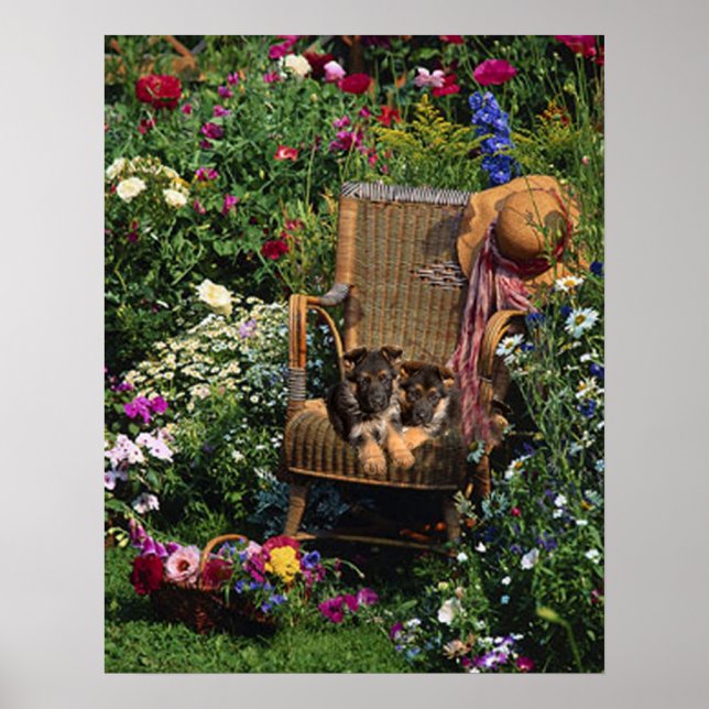German Shepherd Pups Poster Garden (Front)