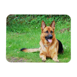 German Shepherd Resting in Grass Magnet