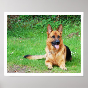German Shepherd Resting in Grass Poster