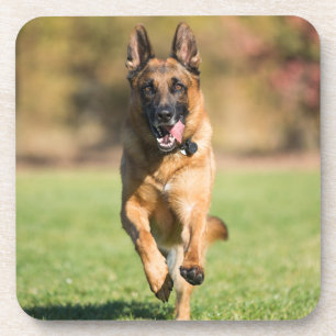 German Shepherd Running Coaster