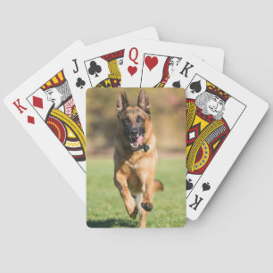 German Shepherd Running Playing Cards