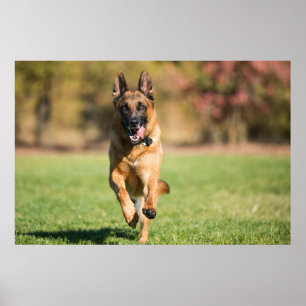 German Shepherd Running Poster