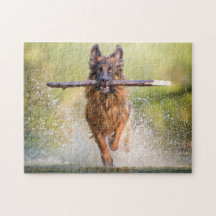 German Shepherd Running with Stick