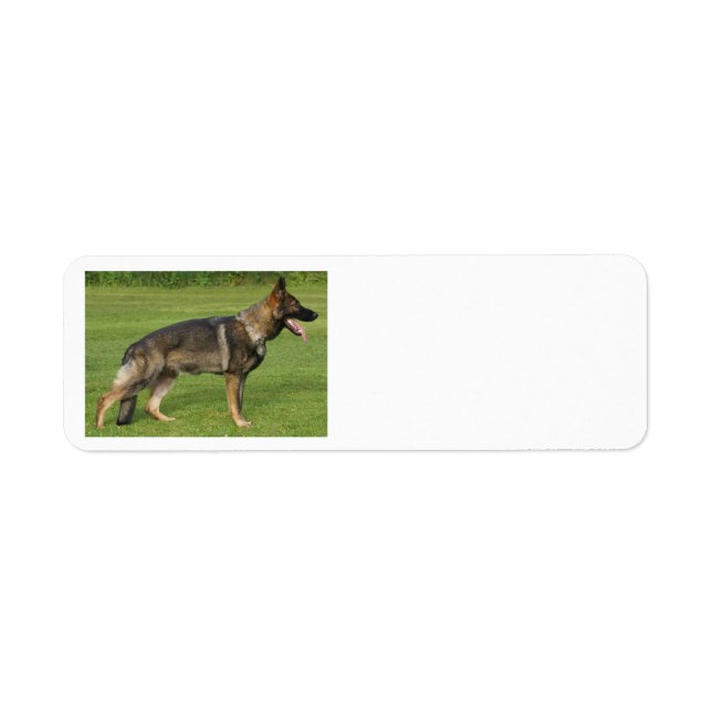 German Shepherd Sable Full  (Front)
