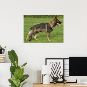 German Shepherd Sable Full  Poster