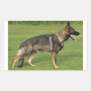 German Shepherd Sable Full Sticker