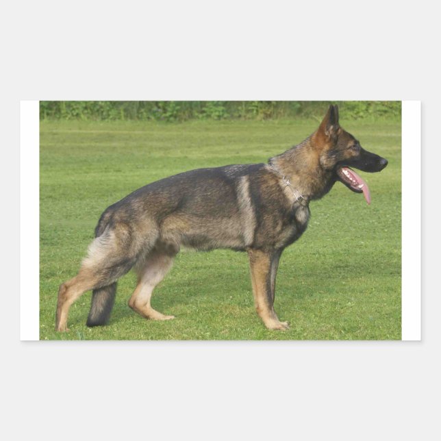 German Shepherd Sable Full  Sticker (Front)