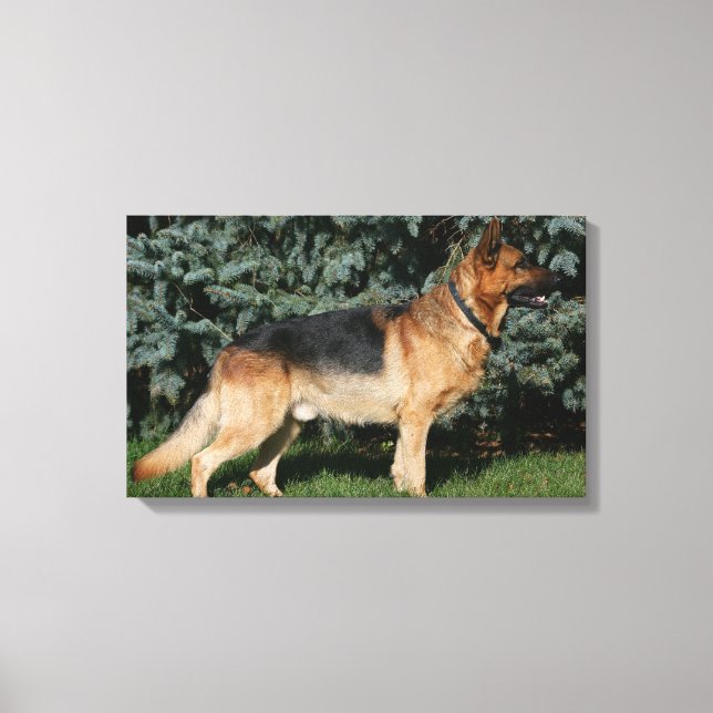 German Shepherd Show Stand Canvas Print (Front)