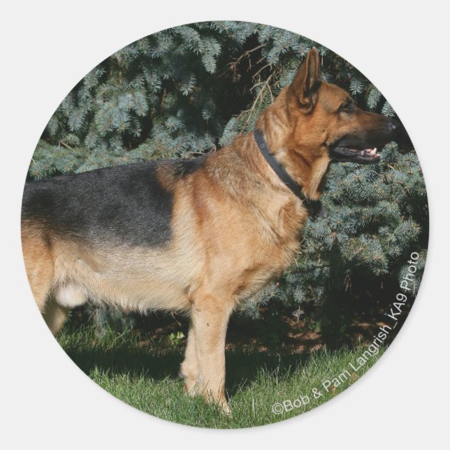German Shepherd Show Stand Classic Round Sticker (Front)