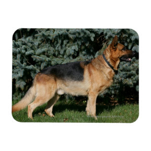 German Shepherd Show Stand Magnet