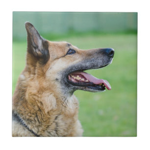German Shepherd Side Portrait Tile