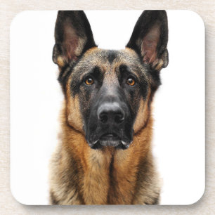 German Shepherd Sitting Up Coaster