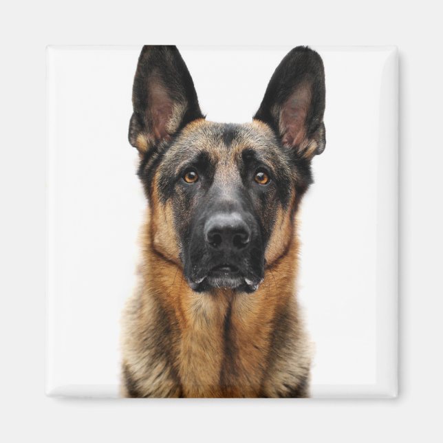 German Shepherd Sitting Up Magnet (Front)