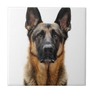 German Shepherd Sitting Up Tile