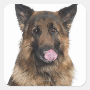 German Shepherd Square Sticker