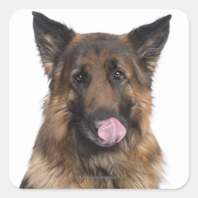 German Shepherd Square Sticker (Front)