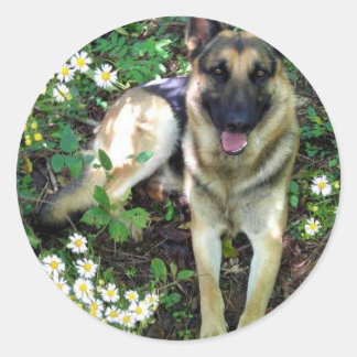 German Shepherd Sticker