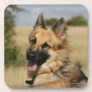 German Shepherd Sticking Tongue Out Coaster