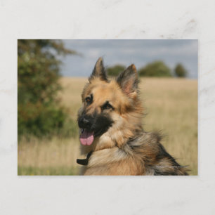 German Shepherd Sticking Tongue Out Postcard