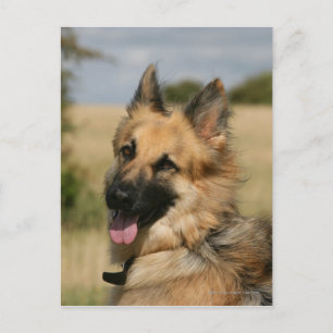 German Shepherd Sticking Tongue Out Postcard