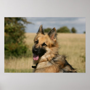 German Shepherd Sticking Tongue Out Poster