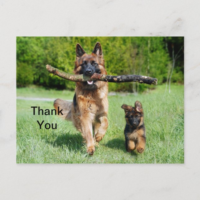 German Shepherd Thank You Postcard (Front)