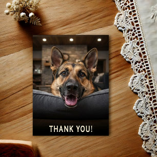 German Shepherd Thank You Postcard