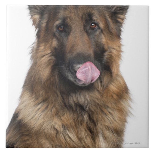 German Shepherd Tile (Front)
