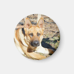 German Shepherd Wake Up,   Magnet