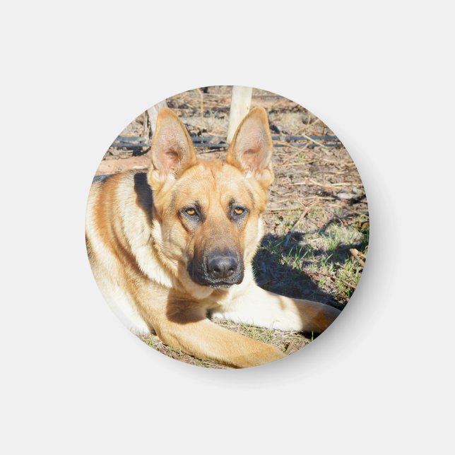 German Shepherd Wake Up,   Magnet (Front)