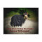 German Shepherd Witch Dog