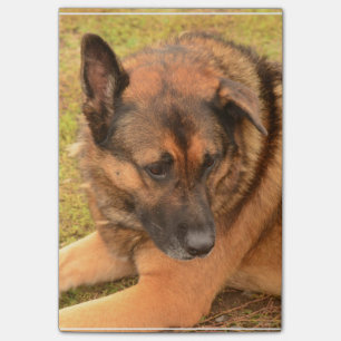 German Shepherd with One Floppy Ear Post-it Notes