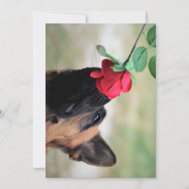 german shepherd with rose invitation (Front)