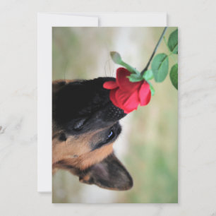 german shepherd with rose invitation