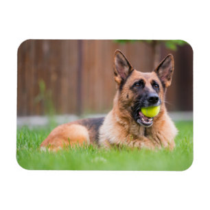 German Shepherd With Tennis Ball Magnet
