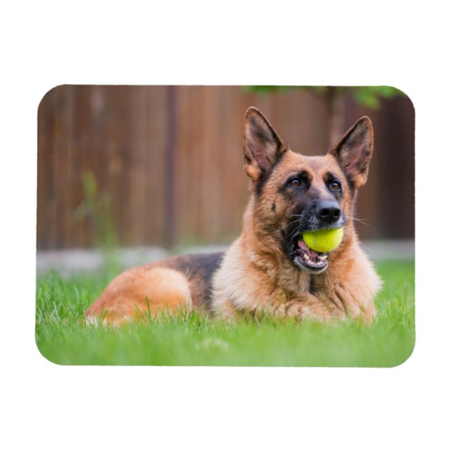 German Shepherd With Tennis Ball Magnet (Horizontal)