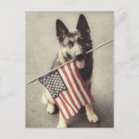 German Shepherd With US Flag