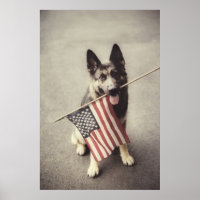 German Shepherd With US Flag