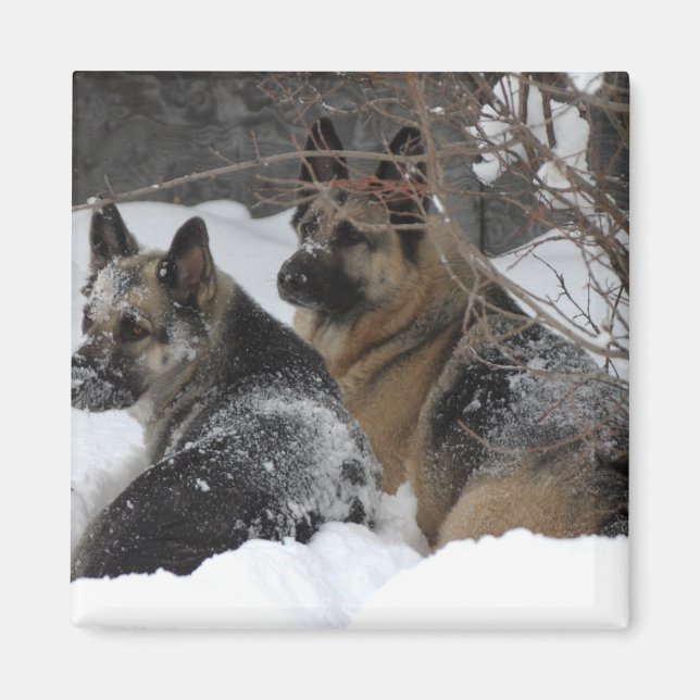 German Shepherds Best Friends Magnet (Front)
