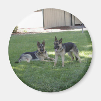 German Shepherds Magnet