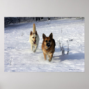 German Shepherds Running in the Snow Poster