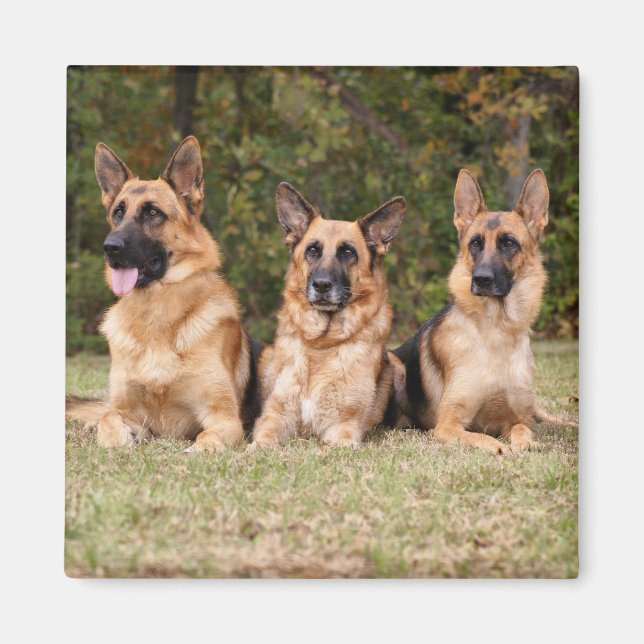 German Sherpherd Family Magnet (Front)
