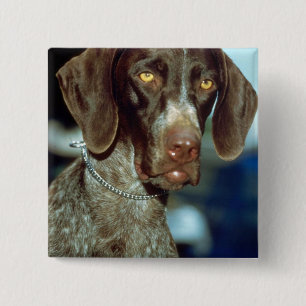 German Short-haired Pointer 2 Inch Square Button