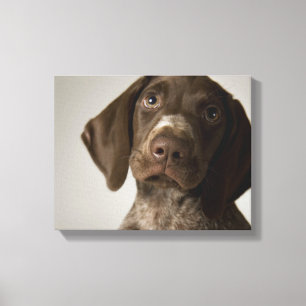 German Short-Haired Pointer puppy Canvas Print