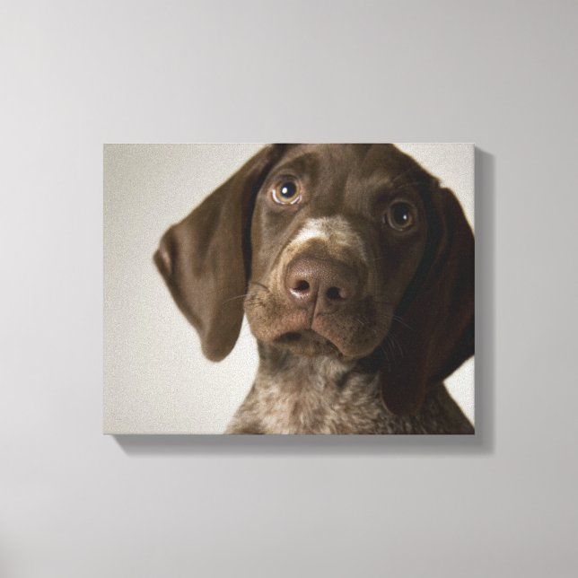 German Short-Haired Pointer puppy Canvas Print (Front)