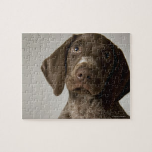 German Short-Haired Pointer puppy Jigsaw Puzzle