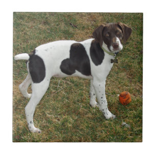 German_short_haired_pointer_puppy Tile